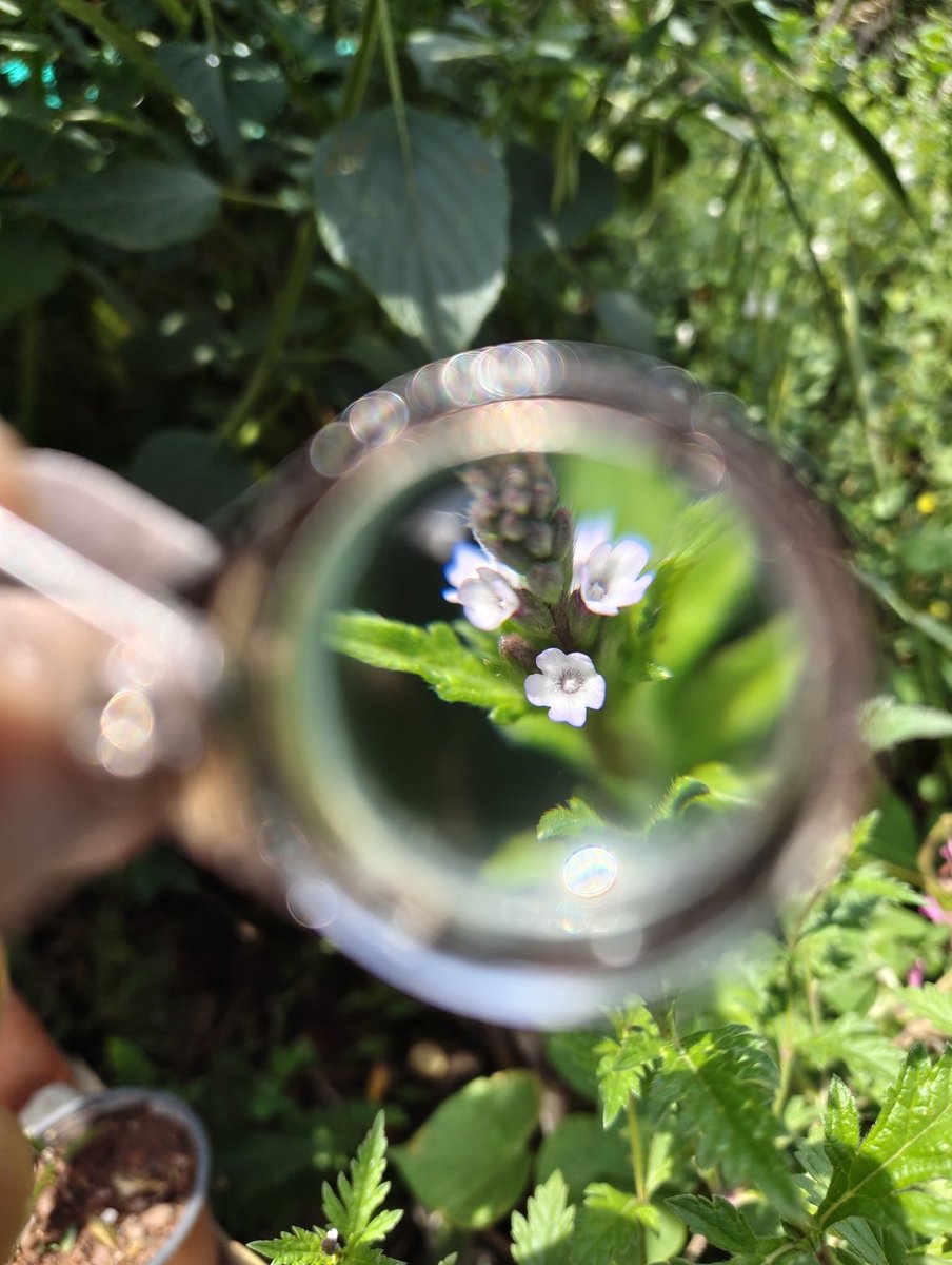 C_Ahuizotl's tweet photo. Normalicemos usar "malezas" de flores miniatura en los jardines urbanos, son mucho más resistentes y tienen mejor interacción con los polinizadores locales que las especies ornamentales exóticas de flores grandes y vistosas.
Stachys agraria.
Verbena aff. menthifolia. https://t.co/KjDEcreiYy