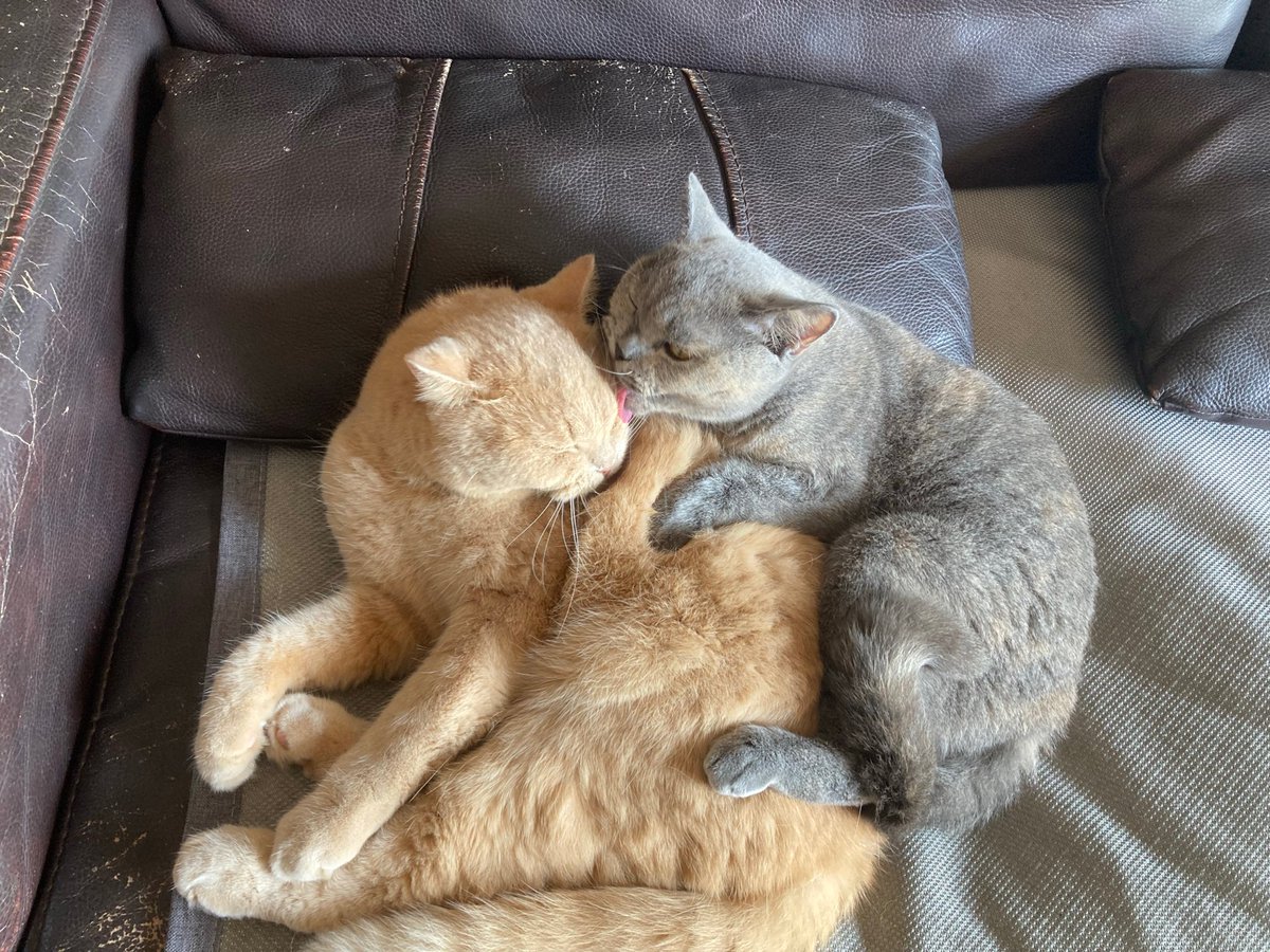 Nikita58394558's tweet photo. Watched my fluffy furball go from a teacup-sized bundle of chaos to a chonky, napping couch potato today—growth hits different ， https://t.co/FPtFDEiKMG