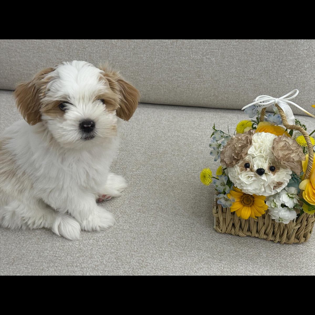 decke614502's tweet photo. 아또도 엄마가 엄마여서 행복하길🐶
※아진님소리주의 https://t.co/UxwA3zRrTO