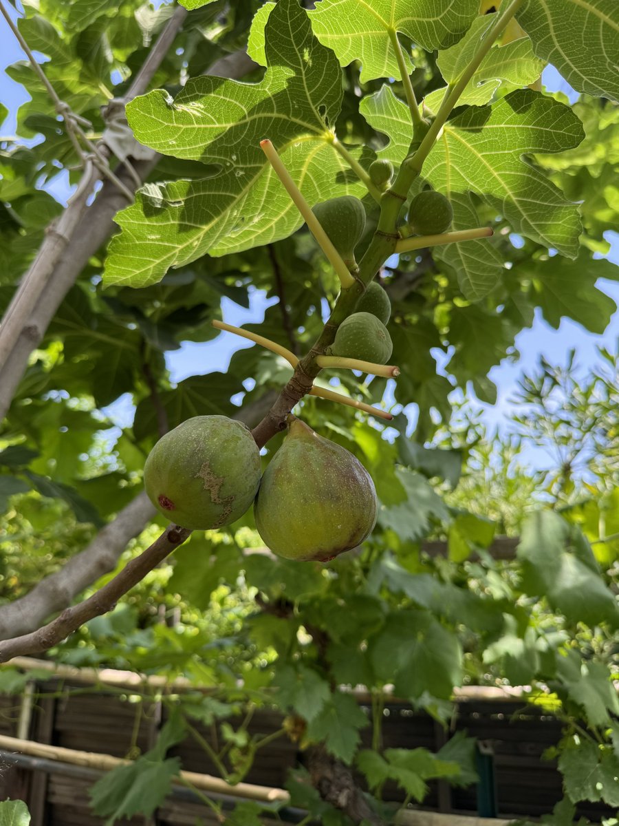 FragranceAESTCS's tweet photo. Fig season https://t.co/JzW5DP14vU