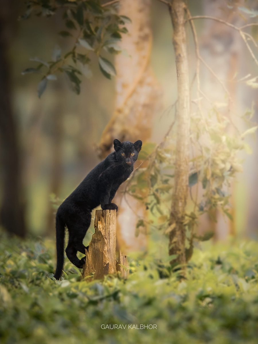 SMNK1972's tweet photo. The cute melanistic leopard cub of Manas National Park. Credit to Gaurav Kalbhor. https://t.co/4c6Xa4CYxo