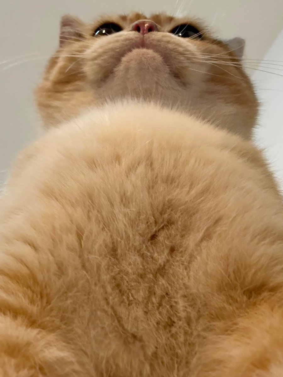 nocontextscats's tweet photo. https://t.co/jL6Fstn15S