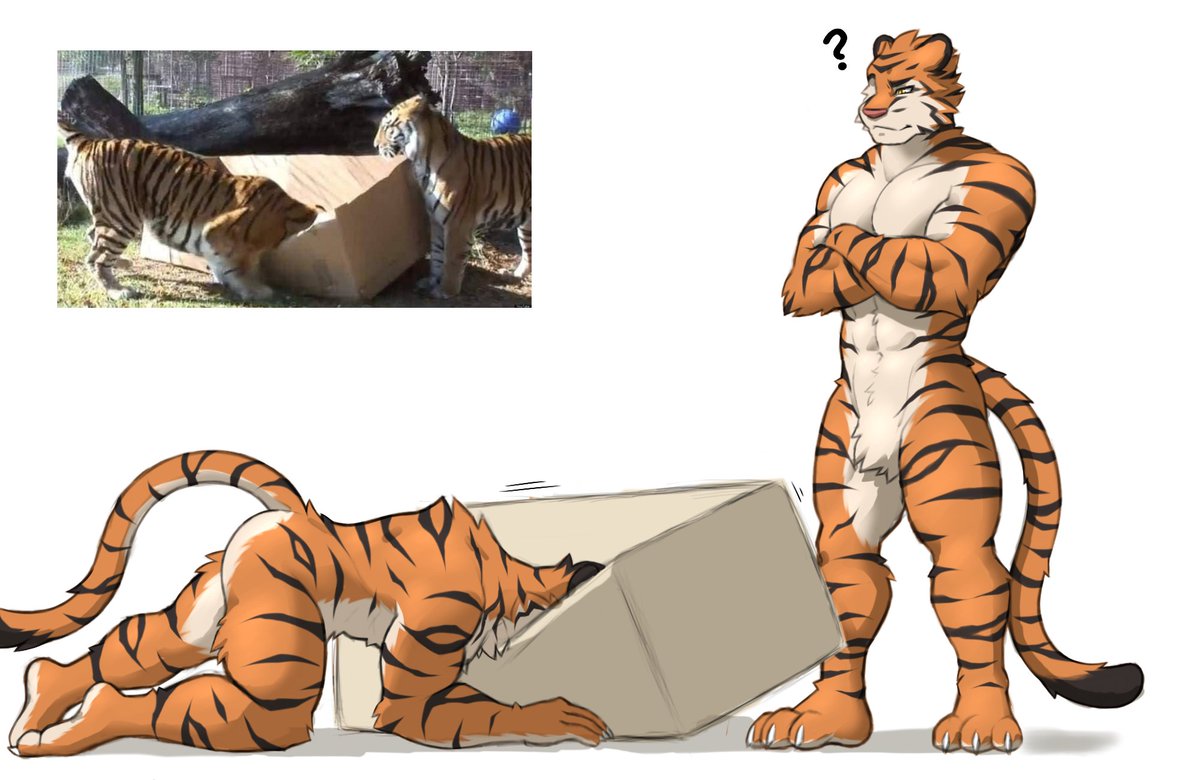 SeanWulf98's tweet photo. 🐯 vs 📦

#furry #furrybara #bara https://t.co/C4H8m6LCfd