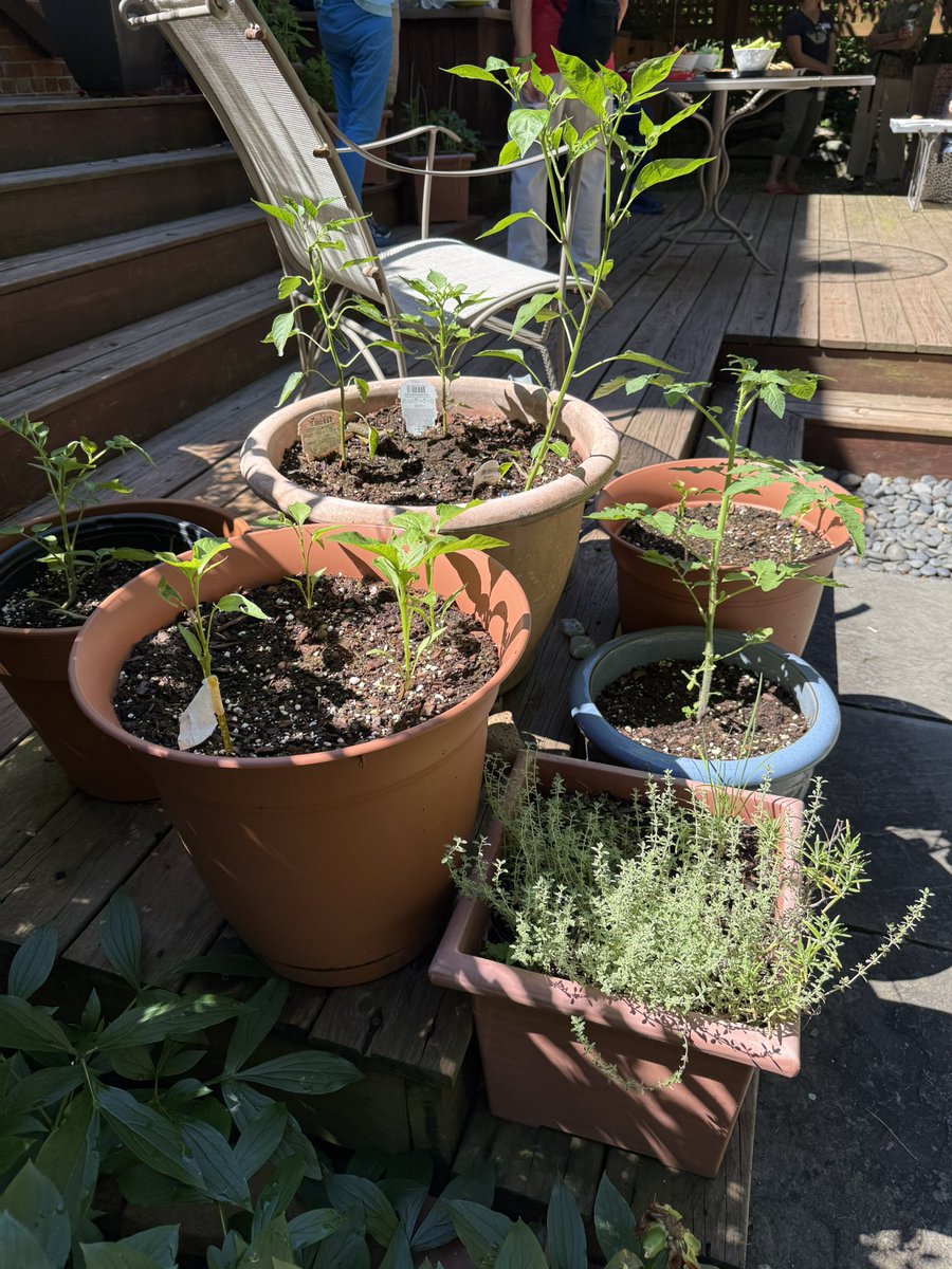 WDCGardener's tweet photo. How to grow a Flavorful Herb Garden in Containers inside the June 2026 issue of Washington Gardener Magazine. See https://t.co/zLVbbWuOCz #gardendc #herbs #herbchat #containergarden https://t.co/DzL6iVLIgY