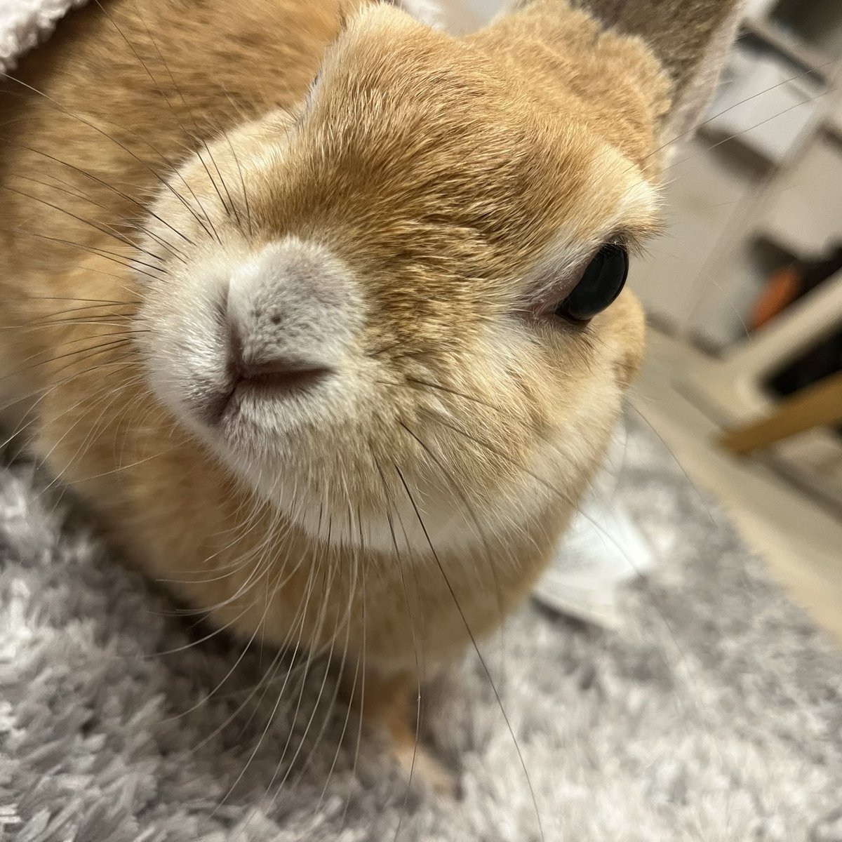 co817p's tweet photo. 穏やかに元気に過ごしております🌻ここちゃんいつの間にか鼻が白くなってるねえ https://t.co/0KdRCY514Y