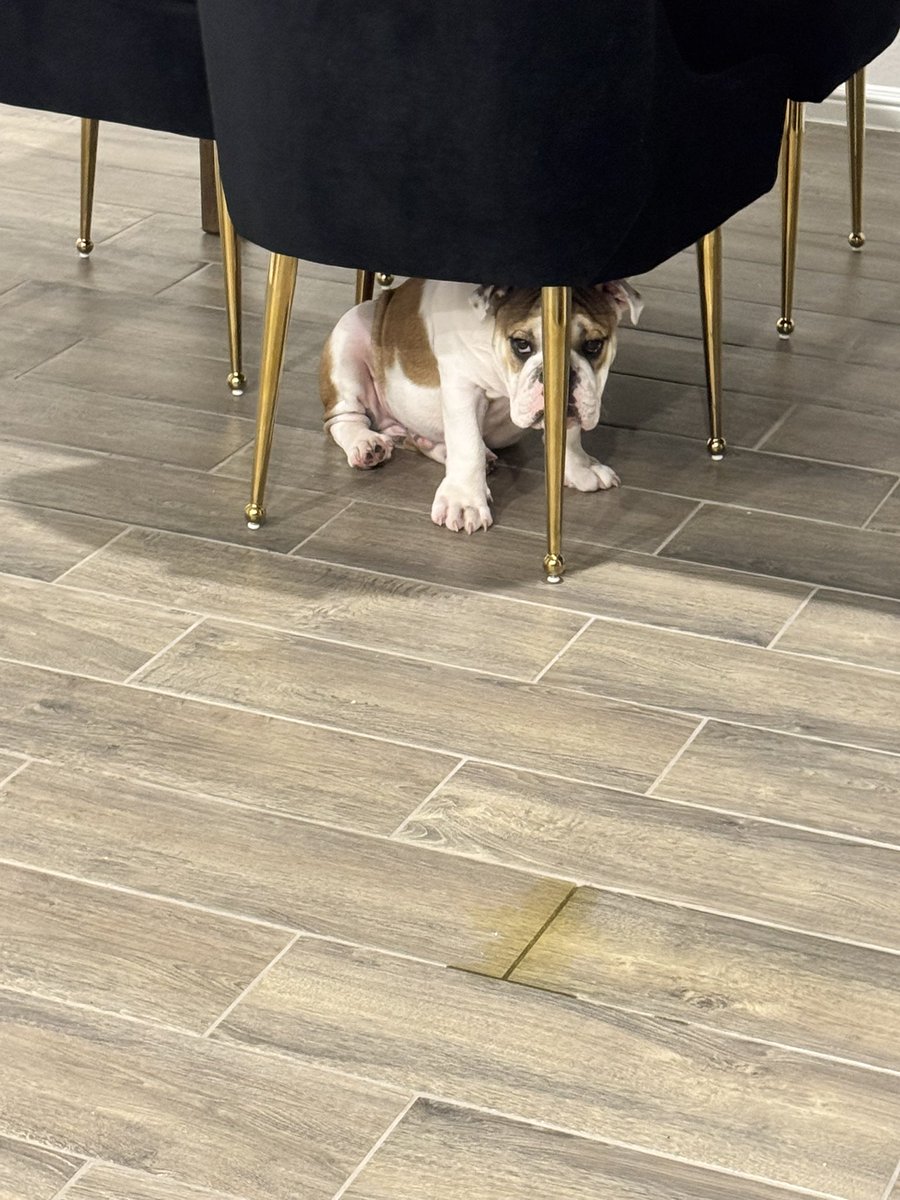 Jen4xe's tweet photo. Potty training a bulldog is not for the weak. Bro, you’re not hiding, I can still see you. 👀🤭🐾💦 https://t.co/JxYASGZU8i