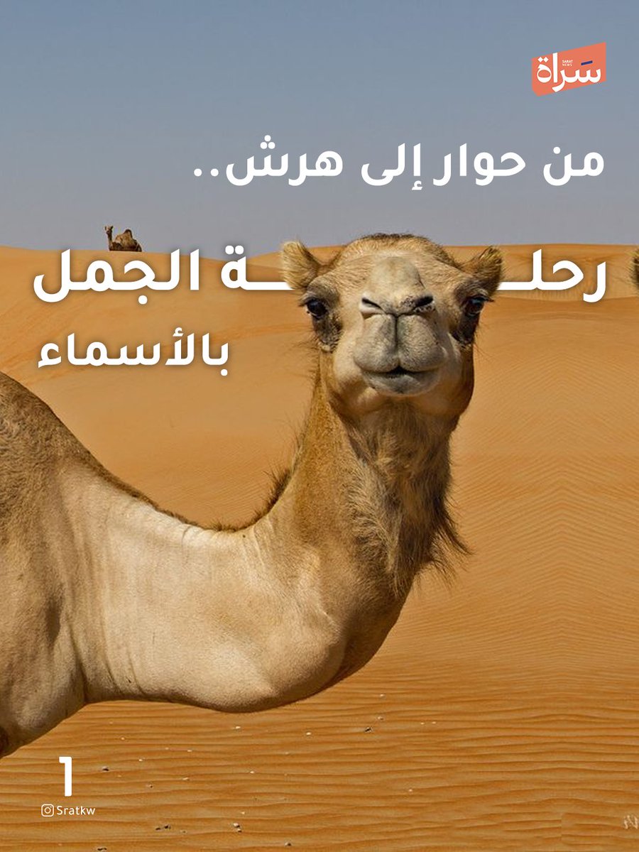 newssarat's tweet photo. من حوار إلى هرش.. 🐪

🔸رحلة الجمل بالأسماء https://t.co/8GkYh8GshK