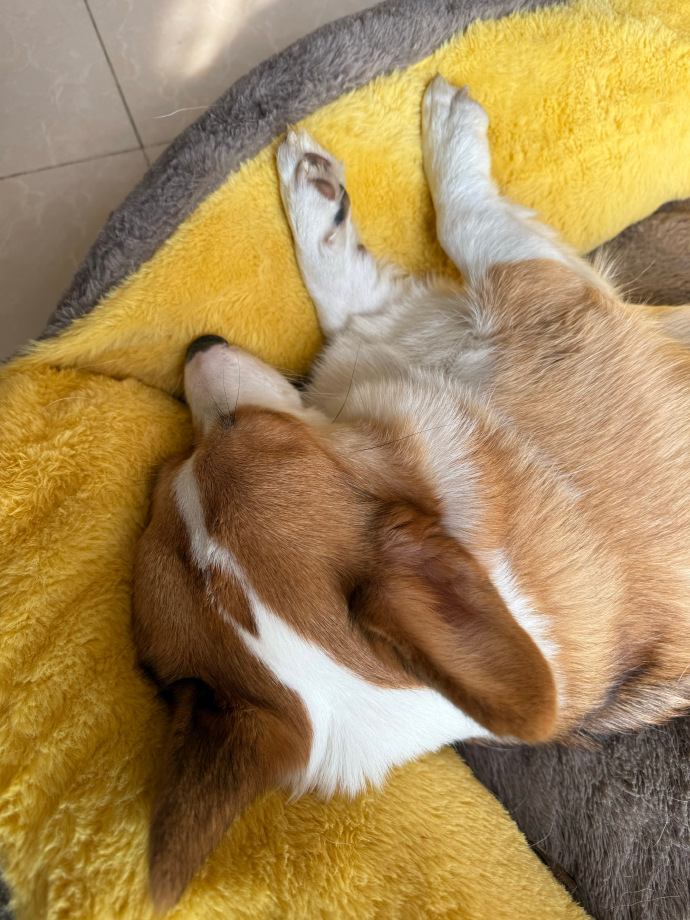MoultonJea77396's tweet photo. Sometimes the best therapy is a wet nose and a warm paw.  My fur baby makes every ordinary day feel like a blessing. #PetLove #CompanionPets https://t.co/zRX39B5KNV