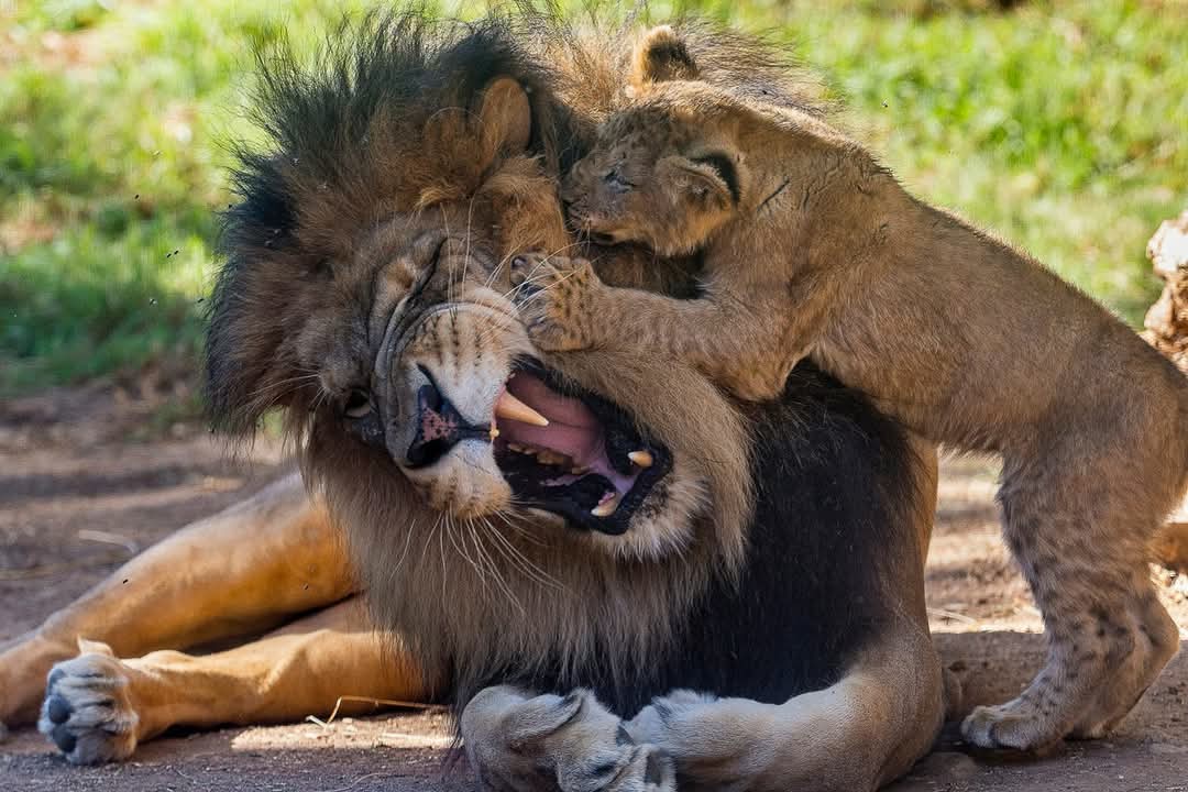 BAMPOTSCOT's tweet photo. "If I chance to talk a little wild, forgive me; 
I had it from my father."
King Henry V111 (1:4).
Happy Father's Day. https://t.co/2oImgohMhe