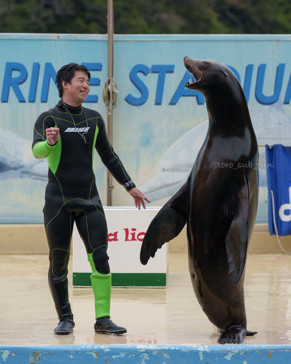 toro_sub_fun's tweet photo. 下田海中水族館

カイ

2026/04/24

#アシカ #カリフォルニアアシカ 

6/22 カイ Happy Birthday🎂
二本足すぎるカイ😆
また1年元気に過ごせますように！ https://t.co/wFSaccVrJ7