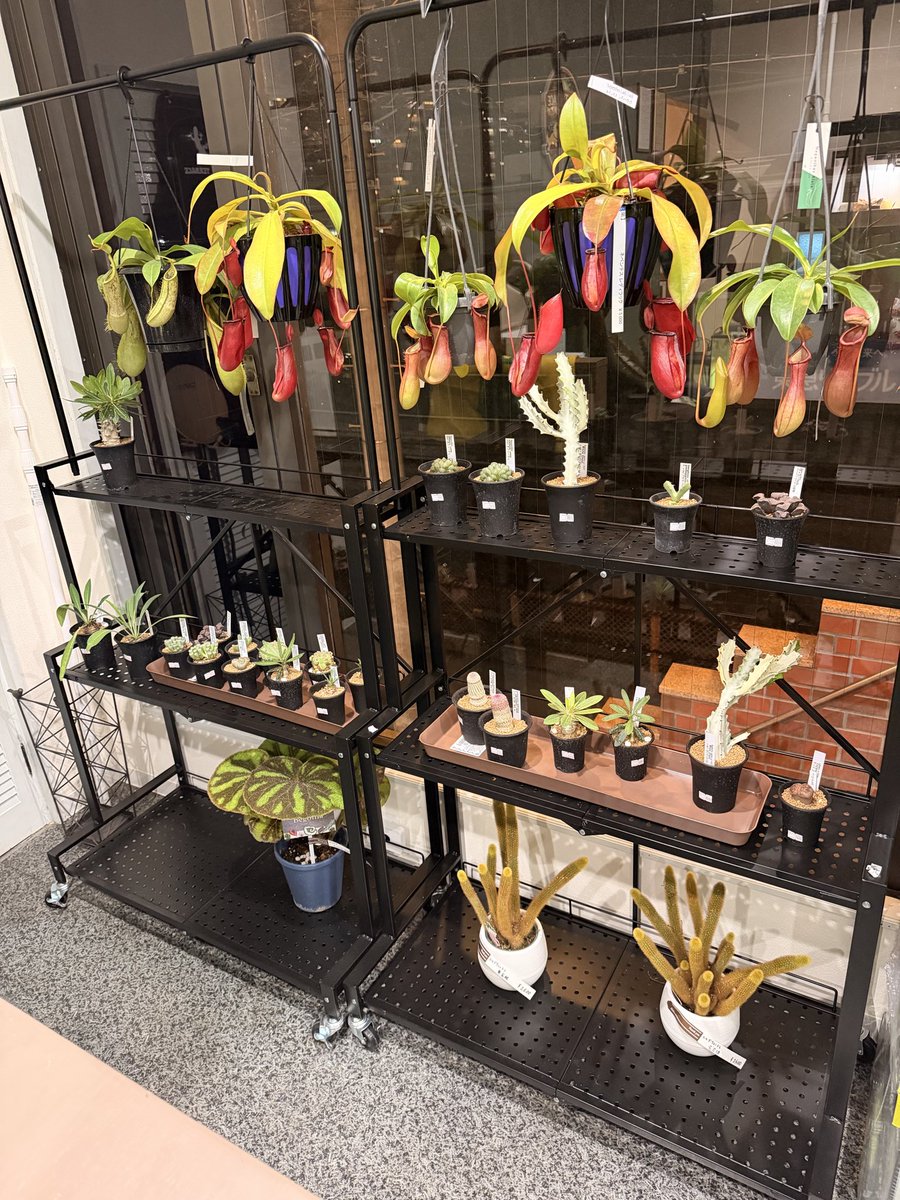 REPTERRACEh07's tweet photo. ６月２７日（土）１０時
グランドオープン！
遂に川西市に爬虫類、ビザールプランツ専門店登場❣️
お求めやすいビザールプランツ、流木、数量限定ケージもオープンプライスでお待ちしてます🦎 https://t.co/wxpyk7TYXd