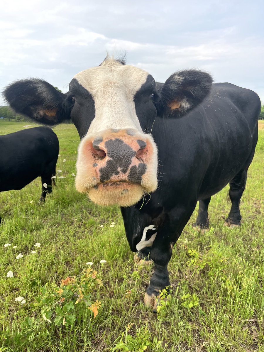 osagecattle's tweet photo. Staying in Omaha for the College World Series and this picture is in the lobby of our hotel which is the picture my daughter took of our world famous steer Max, crazy the hotel staff couldn’t believe it. https://t.co/dng5sWzIPS