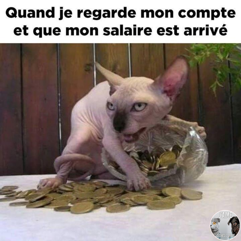 BeguinChat's tweet photo. 😂🤣😂😋
#chat #chats #chaton #chatons #funnycat #funnycats #felin #gato #gatos #gatto #minet #bouledepoil #kitten #kitty #mdr #lol #marrant #humourchat #humourchats #chatdrole #katze #rigolo #marrant https://t.co/WZ1PxU4O5f
