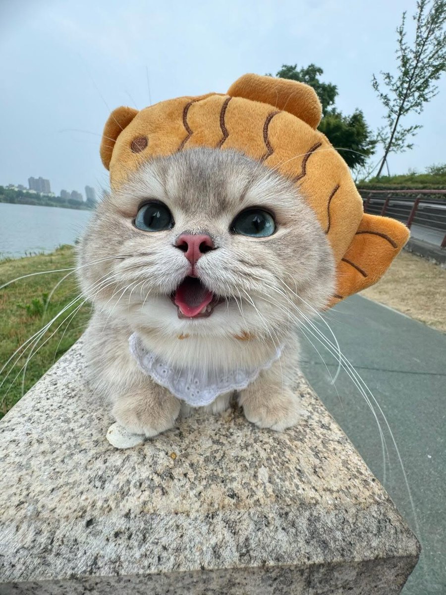 Catmeowdaily's tweet photo. https://t.co/qw9VDk6GcP
