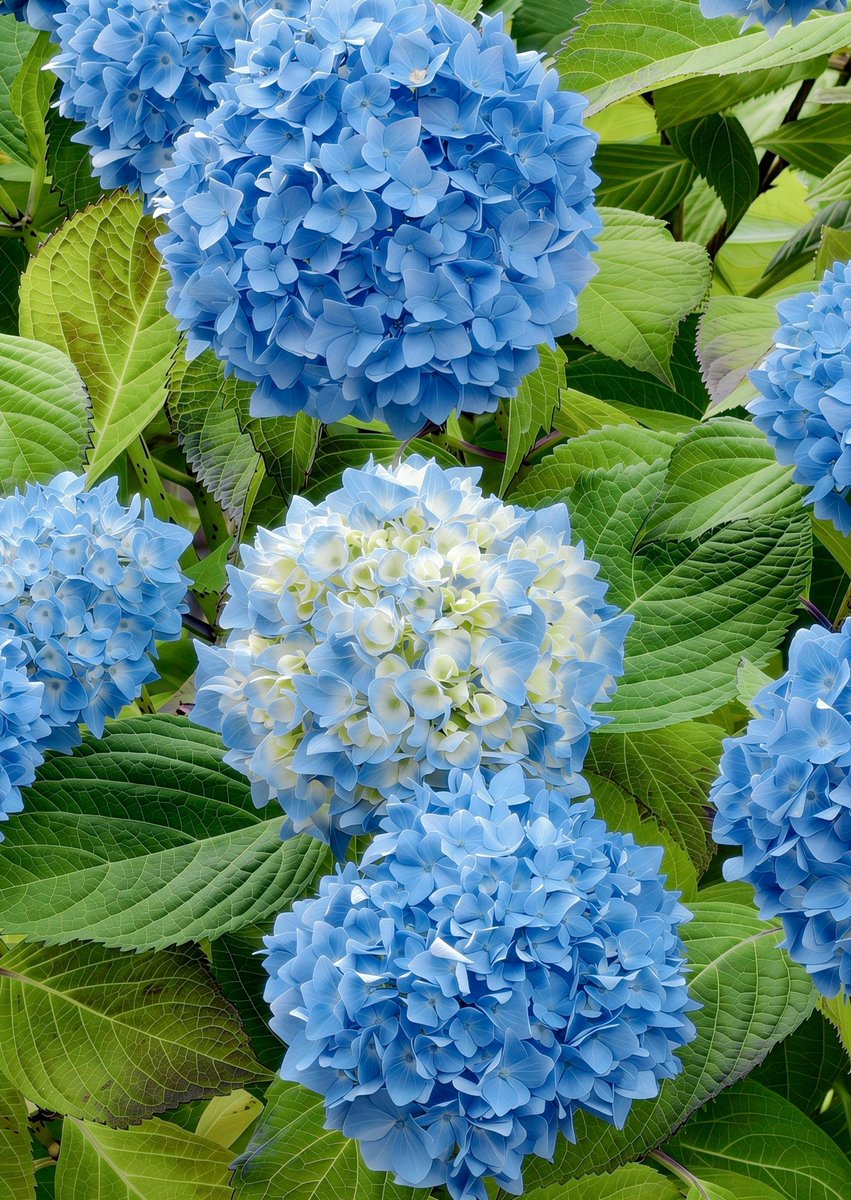 Ivaiill's tweet photo. Flowers aroun my neighborhood. https://t.co/mkxTQtalkU