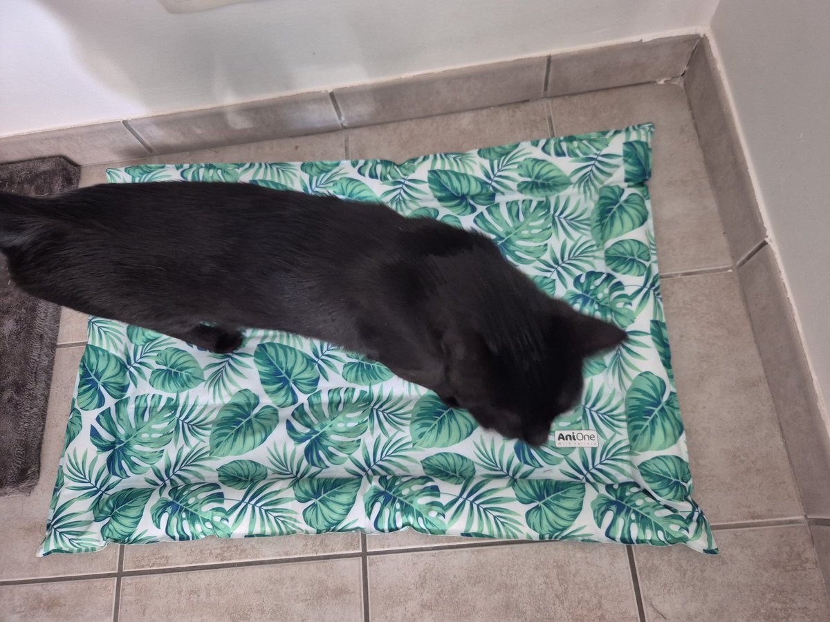 MargaultServat's tweet photo. @prof1054 Tapis refroidissant de maxi zoo mon chat est H48 dessus https://t.co/2TVSayfaoU
