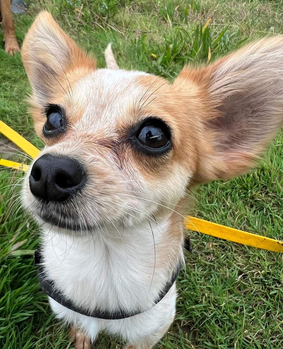 MissingPetsGB's tweet photo. MABEL has been missing for almost two years with no positive sightings 💔 
If someone has her it is NEVER too late to bring her back &amp; absolutely no questions asked. 
MABEL went #missing from her back garden at home in Connahs Quay #Flintshire #CH5 on 31 July 2024 #stolendoghour https://t.co/rUviEPP8We