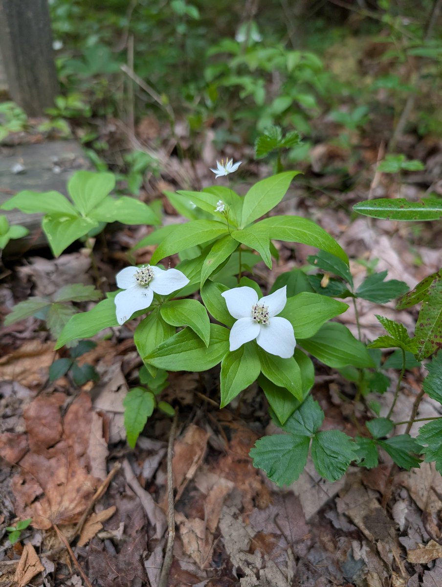 perfectlyaloof's tweet photo. wildflowers of maine https://t.co/stDgvdU7wX