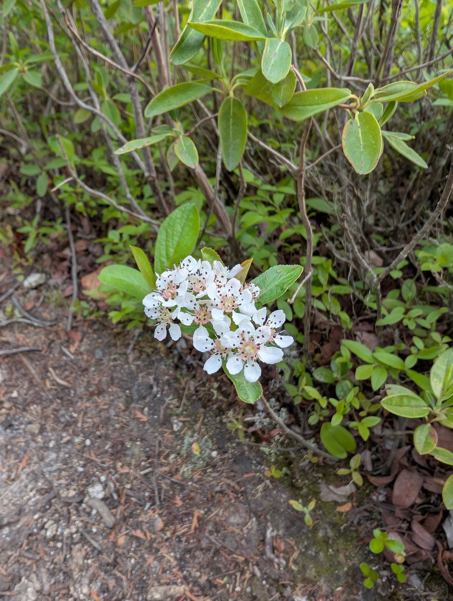 perfectlyaloof's tweet photo. wildflowers of maine https://t.co/stDgvdU7wX