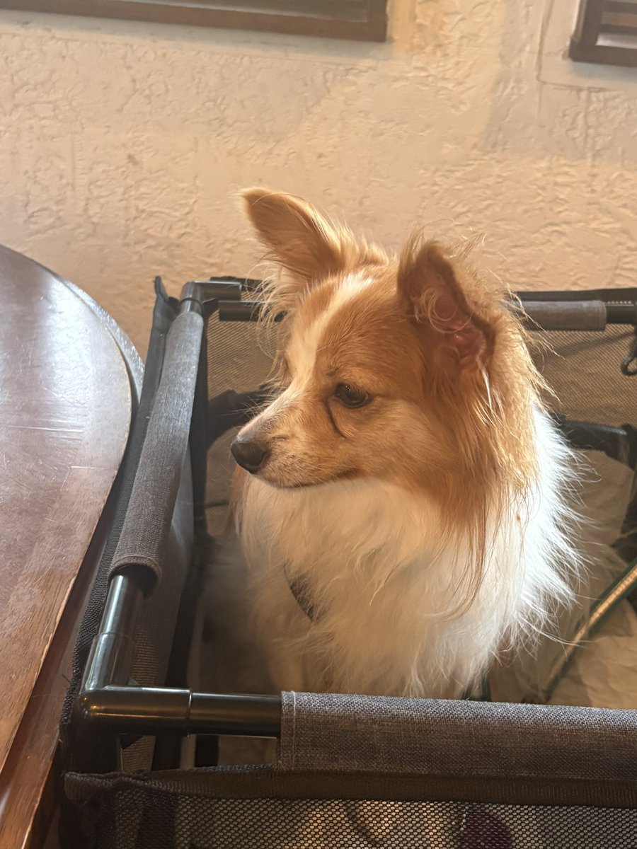 satod08's tweet photo. 犬と泊まれる宿🐕
パピヨンズのご飯がうまそう😋 https://t.co/U9PiJXRlHM