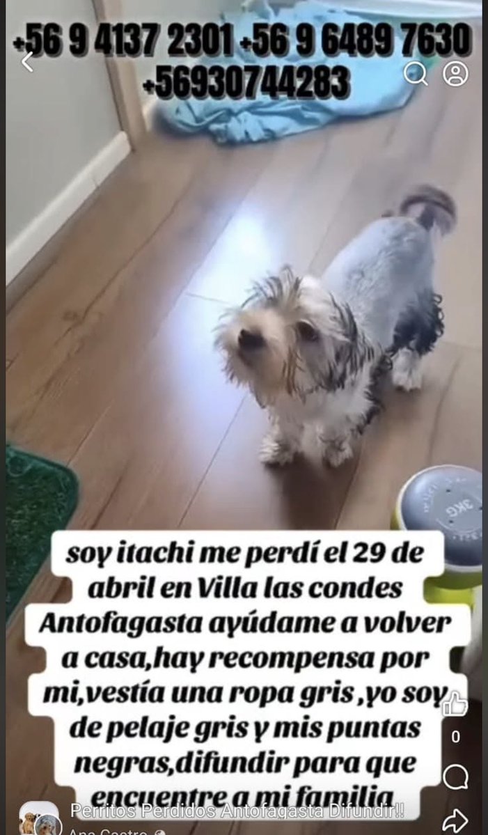 zig1758's tweet photo. 🆘🆘🆘🆘🆘🆘🆘🆘🆘🆘🆘🆘🆘#Antofagasta 🐾🐾🐕 https://t.co/yl9a0THxcR