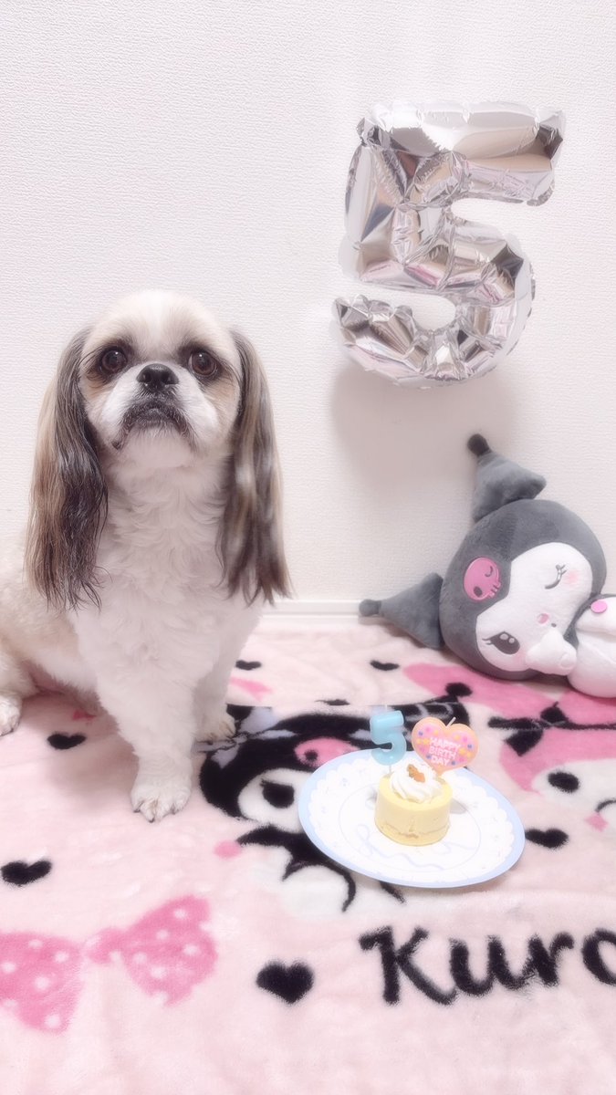 btnkrsk's tweet photo. ぼたん5歳のお誕生日おめでとう꒰ᐡ- ‧̫ -ᐡ꒱🩷
ずっとずっと甘えん坊なぼたんでいてね🫶
5歳も健康によろしく頼むぞ🐶
だいすきだよー！！！！ https://t.co/p4DKvjCaWK