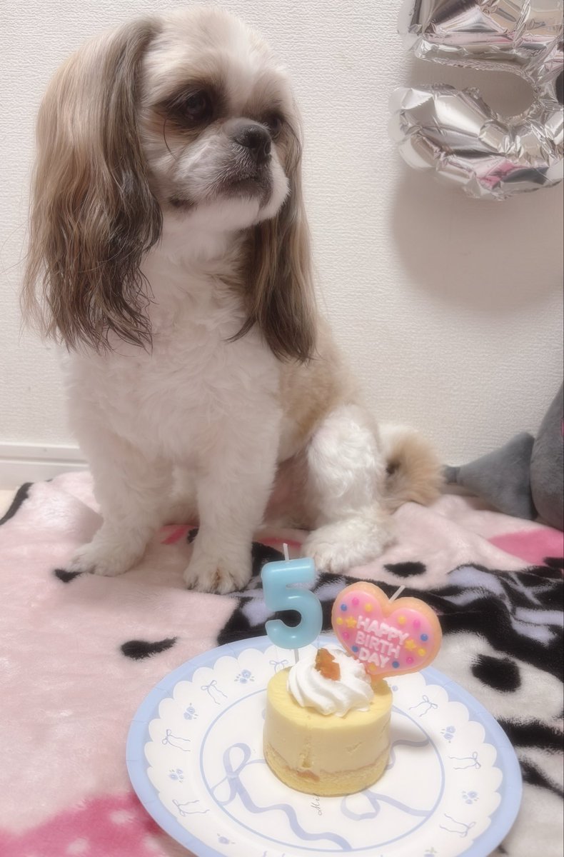 btnkrsk's tweet photo. ぼたん5歳のお誕生日おめでとう꒰ᐡ- ‧̫ -ᐡ꒱🩷
ずっとずっと甘えん坊なぼたんでいてね🫶
5歳も健康によろしく頼むぞ🐶
だいすきだよー！！！！ https://t.co/p4DKvjCaWK