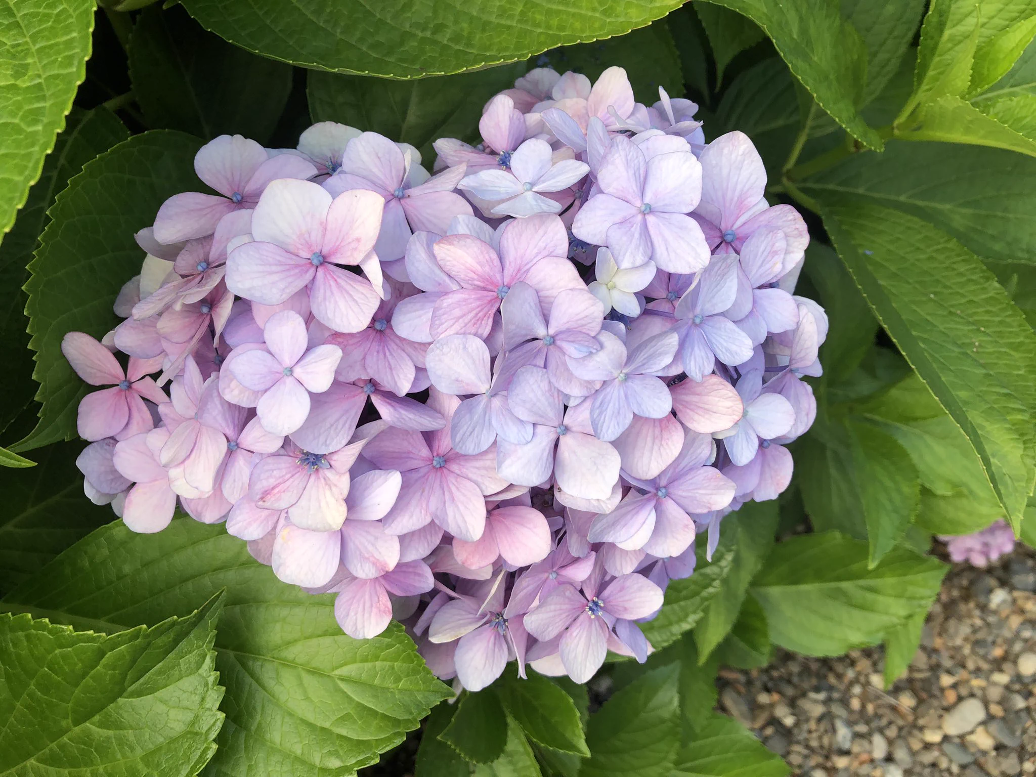 じゃれねこ『6月☆65 紫陽花②』 HLWNtQtb0AAPVM3?format=webp&