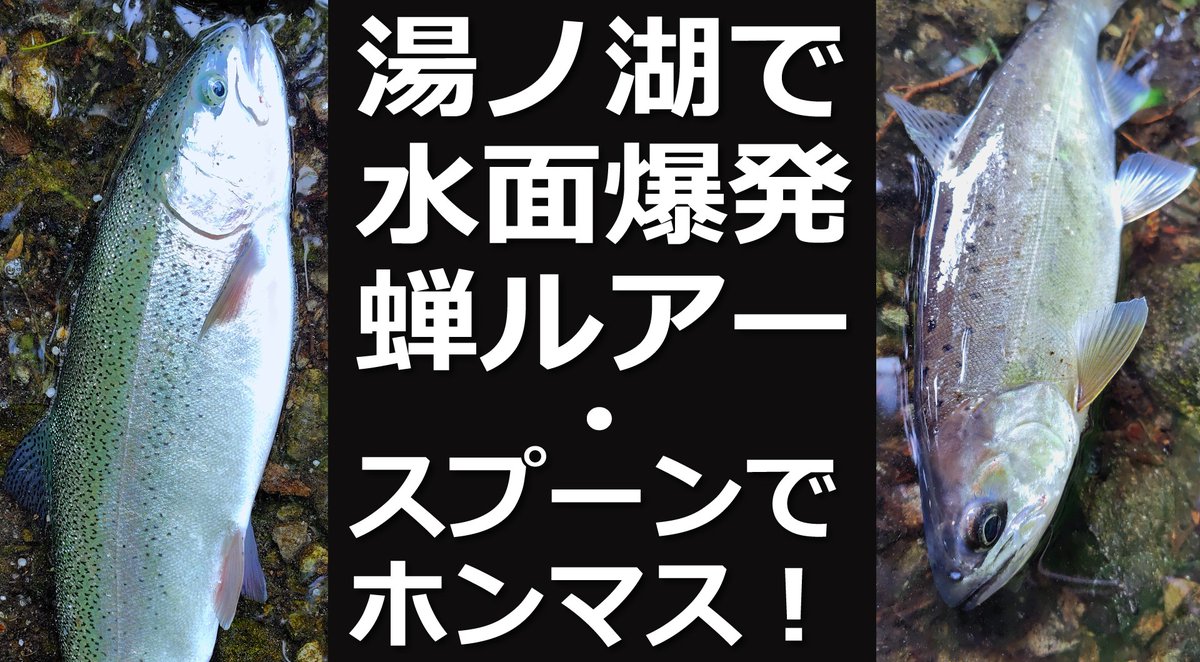 kikun5000's tweet photo. 2026年6月15-17日の湯ノ湖釣行動画をアップしました。
セミルアーで水面爆発しました♪
ホンマスもあるよ。
是非ご覧ください。

＃湯ノ湖

https://t.co/9rBi8YiCNg https://t.co/61H9PxoNKL