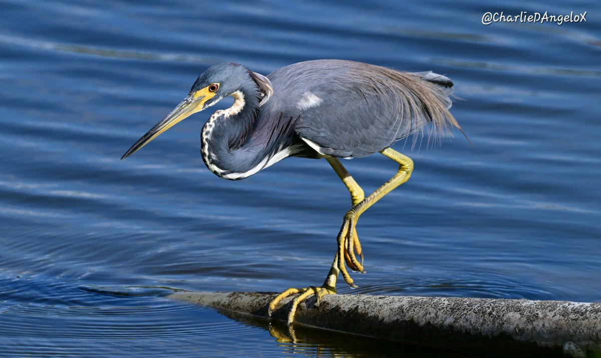 CharlieDAngeloX's tweet photo. Tricolor Heron.
#ThePhotoHour #IndiAves Dragon Sunday Bitcoin SpaceX Tesla ARM AMD Zelensky Starmer Piccadilly 
Florida EU Copa #Lebanon Michigan Birmingham Velocity Tornado Ferrari Trending Kylie https://t.co/XWOC8kQyzs