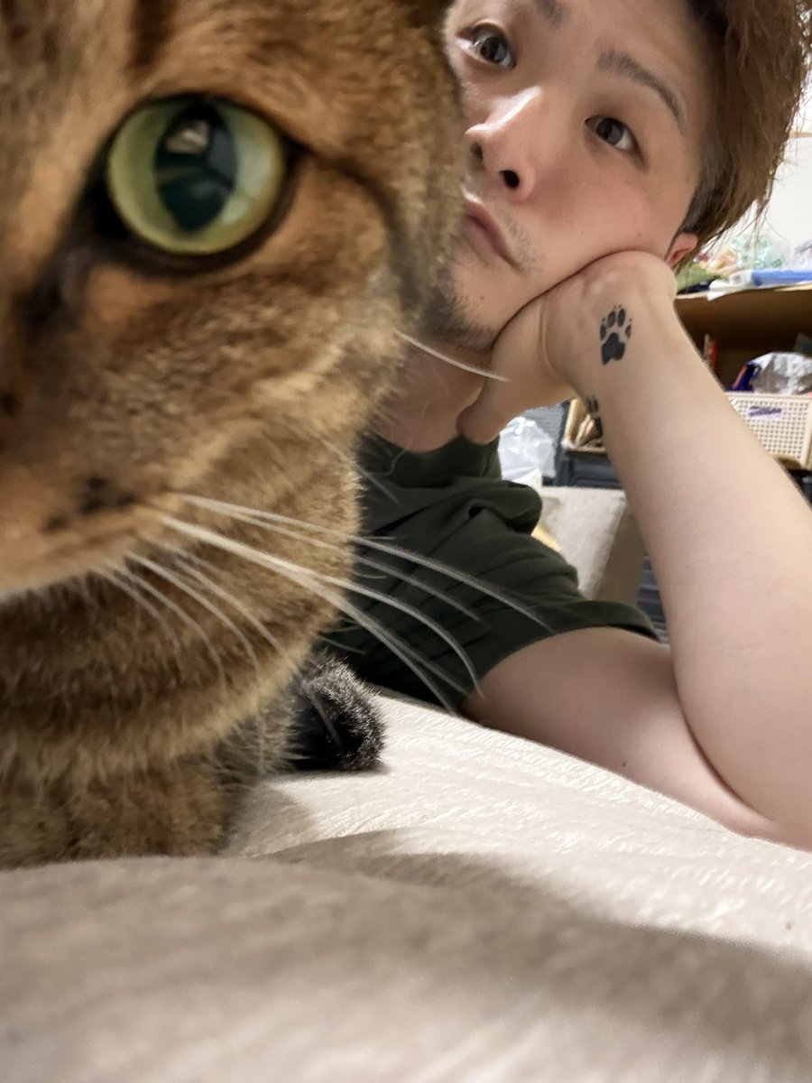 Hasy_299's tweet photo. ねこが自撮りした風 https://t.co/LWexCWKNrK