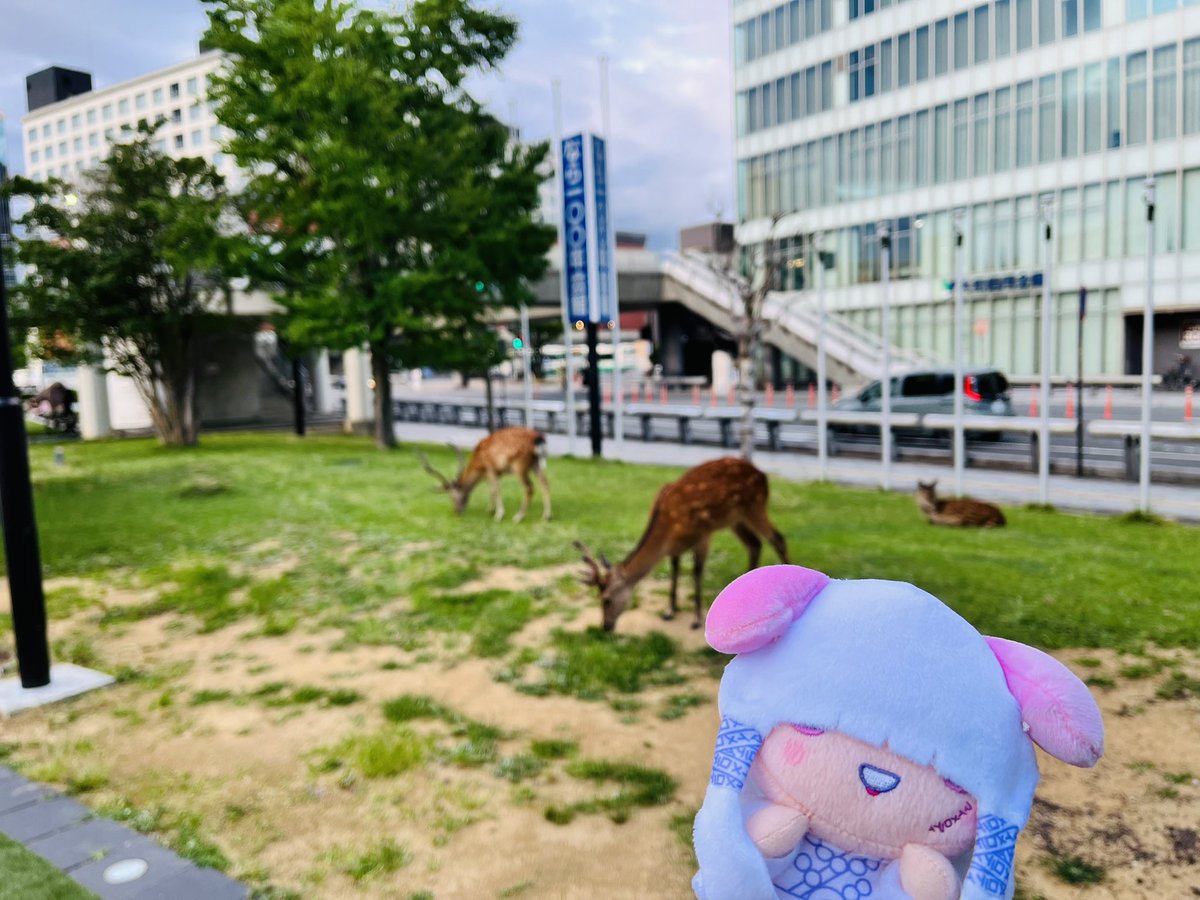 mikomiko_zig's tweet photo. 奈良禊楽しかったーーー！！！✨⛩️✨
#ジグザグ https://t.co/YD8oliHa8j