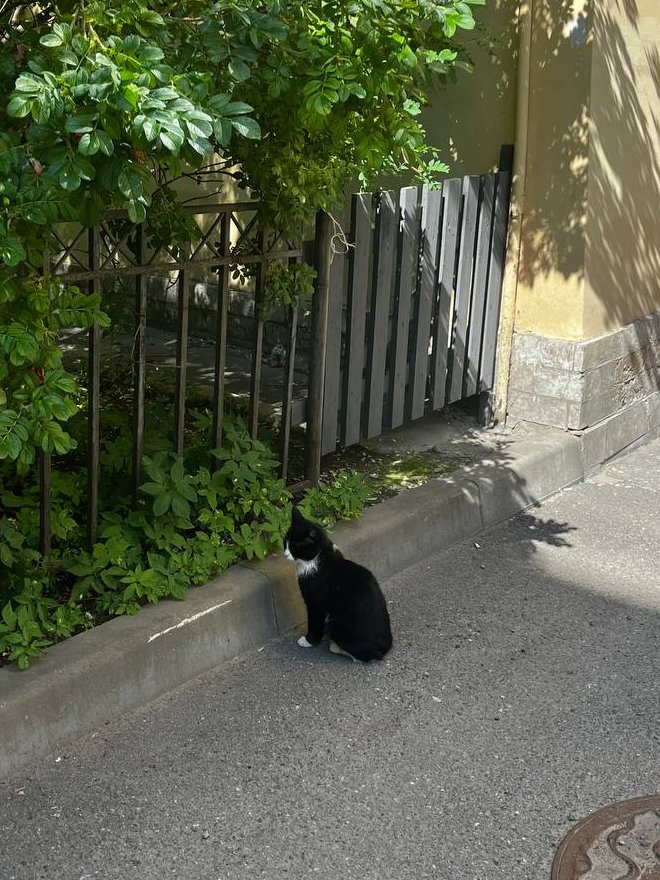 n_aedificator's tweet photo. Jeune homme sensible qui prend en photo tous les animaux mignons de sa promenade. https://t.co/4HmXKqL5RB