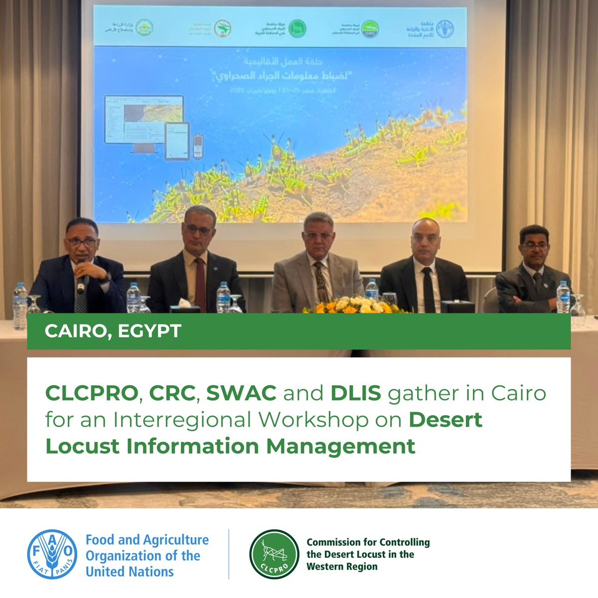 FAOCLCPRO's tweet photo. Launch of the Interregional Workshop for Desert Locust Information Officers from the three regions in Cairo 🇪🇬
From 21 to 25 June, #CLCPRO, #CRC and #SWAC are meeting with #DLIS/@FAO to strengthen Desert Locust information management and early warning. 🦗 https://t.co/c9z8nNNBRa
