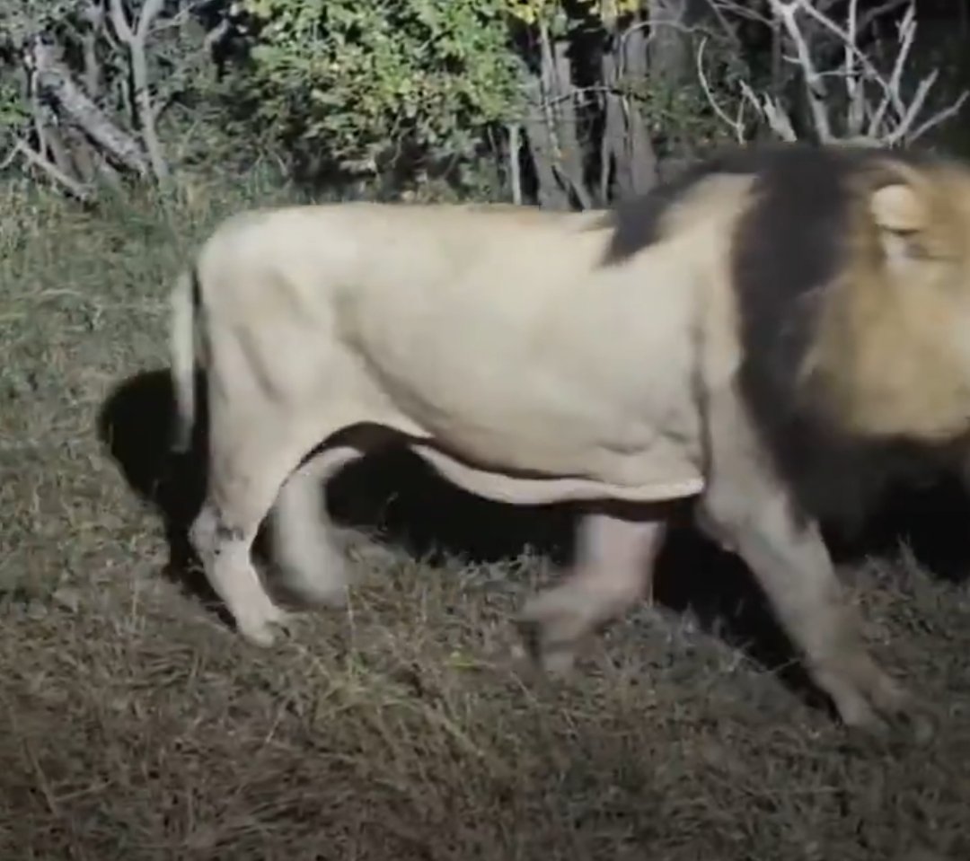 Hk3477's tweet photo. @LionSightings These are Africans but still has belly fold like Asiatic https://t.co/06ChMZbMIv