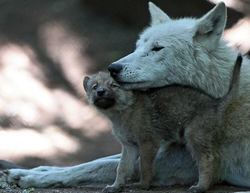 SiliGremlin's tweet photo. Lets get guarded by mama,,, https://t.co/QcaBobovCv