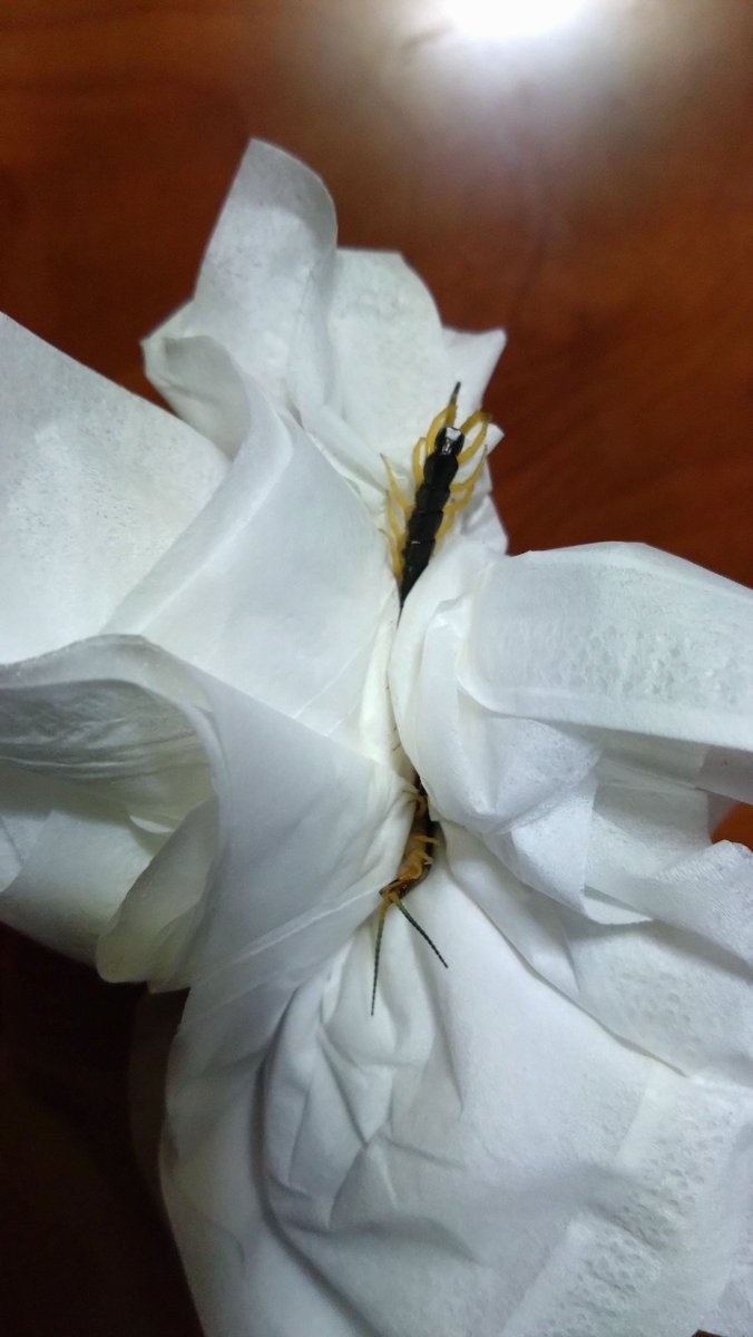 ArcheACCEF's tweet photo. 今宵は噛まれる前に白刃取りできました。未熟者め（性成熟はしてそうだけど）、出直してくるがいい https://t.co/K19Sxi7d8U