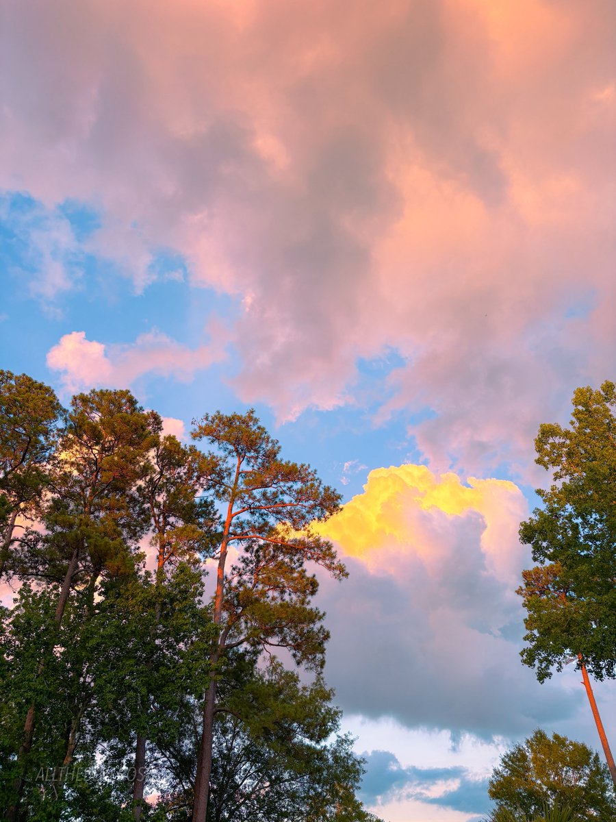 alltheblueroses's tweet photo. bathed in golden sunlight https://t.co/lbpoJMlJxL