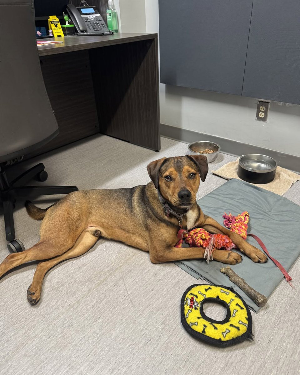 AnimalLeague's tweet photo. 🐾💛 Hi. I'm Randy (#LA3100). 💛🐾

I'm four years old, I'm a Shepherd mix, and I've been waiting a really long time for my forever person.
A few years ago, I made my way here from Louisiana. New people can make me a little nervous, so I like to take things slow. But here's a secret: if you come bearing treats, we're already off to a great start. 😉🍖

Give me a little patience, a few snacks, and some kindness, and I'll show you who I really am - a loyal, playful, goofy guy who just wants someone to love.

Right now, the hustle and bustle of the adoption center is a bit overwhelming for me, so I'm hanging out in one of the offices with some pretty awesome staff members who make me feel safe and comfortable. They've seen the real me, and they know I have so much love to give.

My dream home? I'd love to be your one and only pet, with older children, an experienced adopter who understands dogs like me, and a fully fenced yard where I can run, play, and finally exhale.

I don't need a perfect home. I just need my home.
I've been waiting... maybe I've been waiting for you. 💛🏡

Please share my story. The more people who meet me, the better my chances of finding the family I've been dreaming about.

Love,
Randy 🐾
#GetYourRescueOn #AdoptRandy