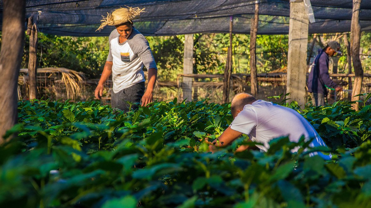 JuyoeliD's tweet photo. Uvencia del Villar es caficultora. Habla del impacto del cultivo para los productores, gracias a Danilo Medina. Bani.

📍 Provincia Peravia 

"sus hijos pueden ir a la escuela y pueden progresar más". Bani.

#PeraviaEsPLD
#ConElPLDSeVivíaMejor https://t.co/RFz8DygDGn