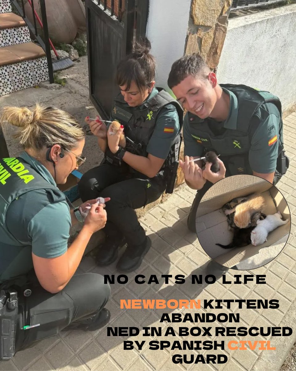 NoCatsNoLife_m's tweet photo. Thank you superheroes 😭🧡 https://t.co/Ag8KNoraN7