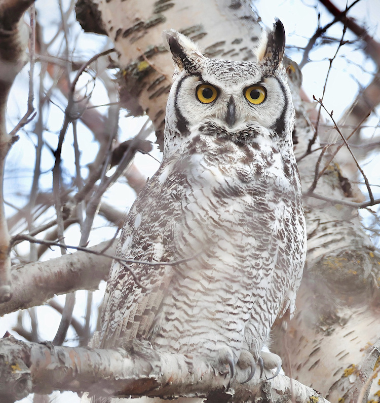 3Owl3Howl3's tweet photo. Northern/sub-Arctic great horned owl (Bubo virginianus subarcticus) https://t.co/GxG469yL1i