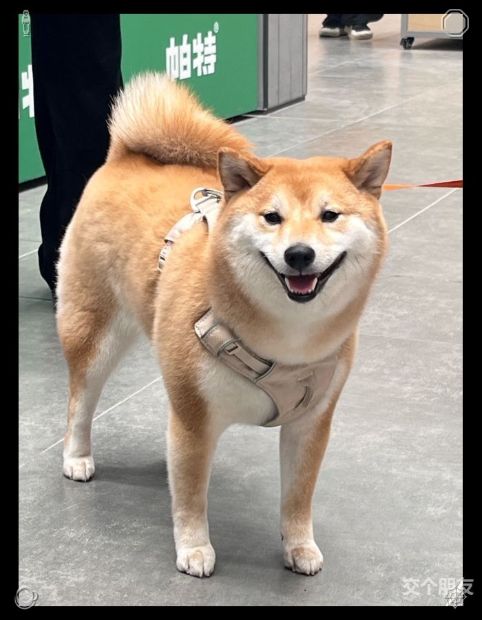 7379's tweet photo. 几个孩子笑着跑过，Buddy 摇着尾巴想要一起玩。他放松地走近他们，动作温柔，一个小女孩摸了摸他的头，他顺势靠过去，满足地闭上了眼睛。始终要有目的地去做善事。 https://t.co/Tz7GCPRu2e