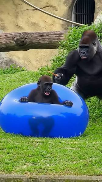 gorilla_tiny tweet picture