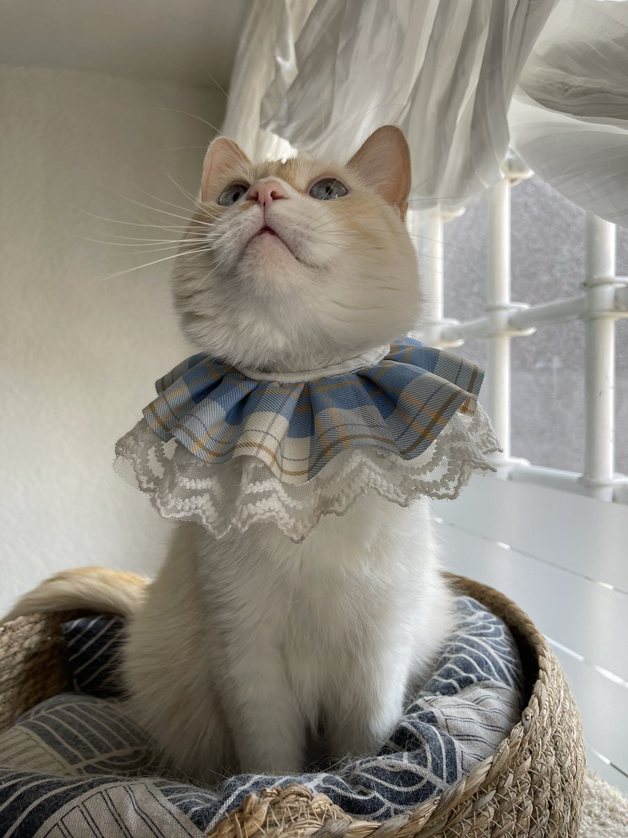 🌸Koshka Morrison Diesel💜 tweet media
