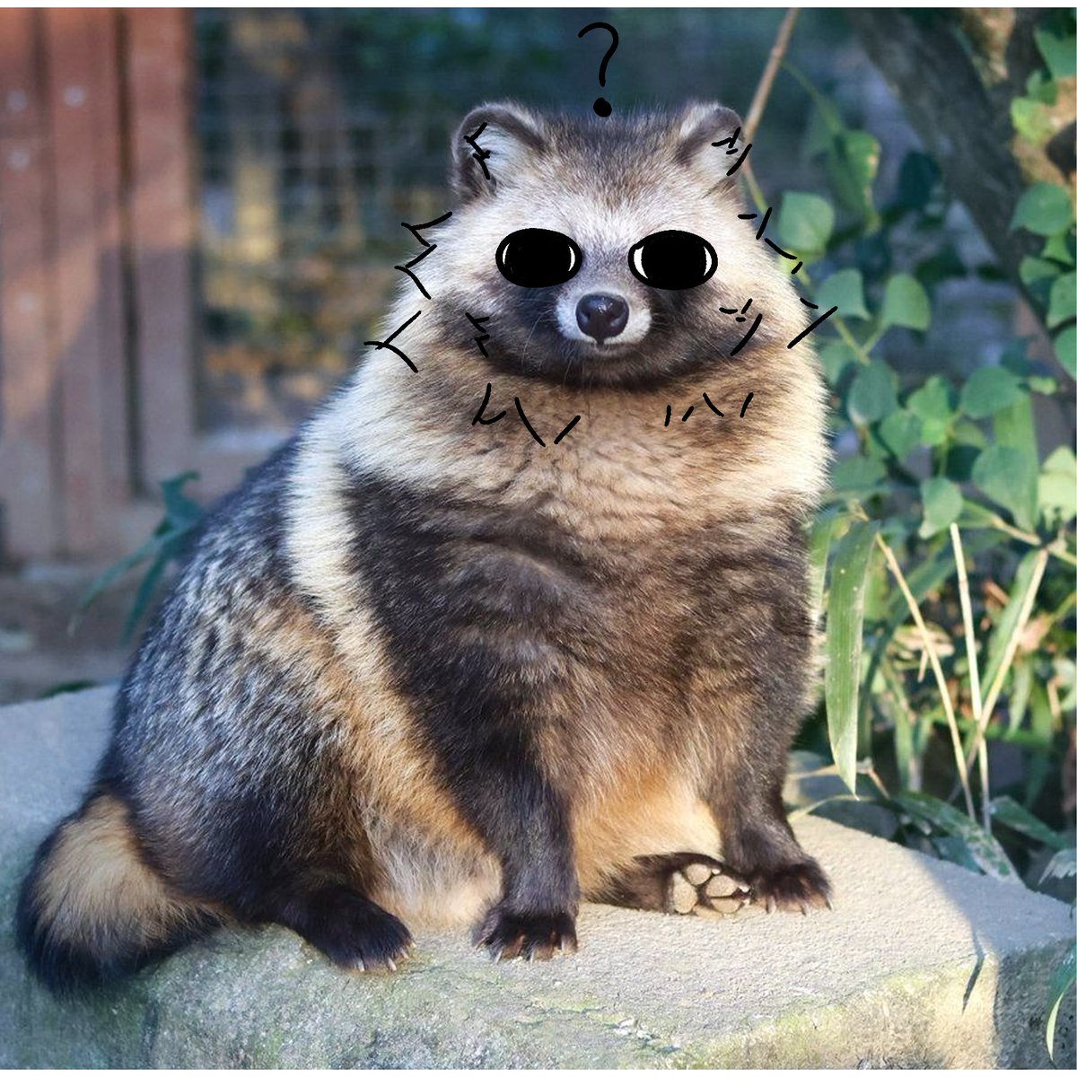 thecatidk's tweet photo. And also tanuki #tanuki #animal #art https://t.co/zgsbYGkvkl