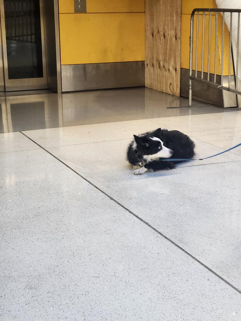 kabloo99's tweet photo. @MoynihanTrains @lirr @Amtrak @NYCTSubway i texted MTA and called LIRR after I noticed somebody left this sad doggo for 10 min near track 13/14 elevator at moynihan penn. Had to catch my train otherwise I would have stayed with it for its owner to come back. Is the dog ok now? https://t.co/VkoW1H2ofr