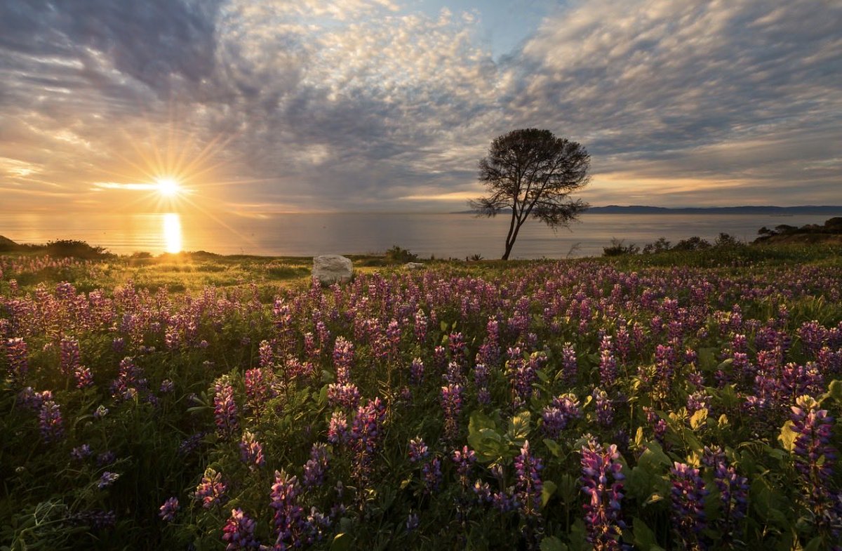 bay_photography's tweet photo. Summer Solstice ☀️

Enjoy summer with these sunbursts https://t.co/kIZ4FAVO86