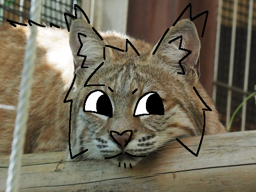 cranbypaws_'s tweet photo. we should make this a trend :3 #animals #lynx #art #tufter https://t.co/obXTUMYGnE