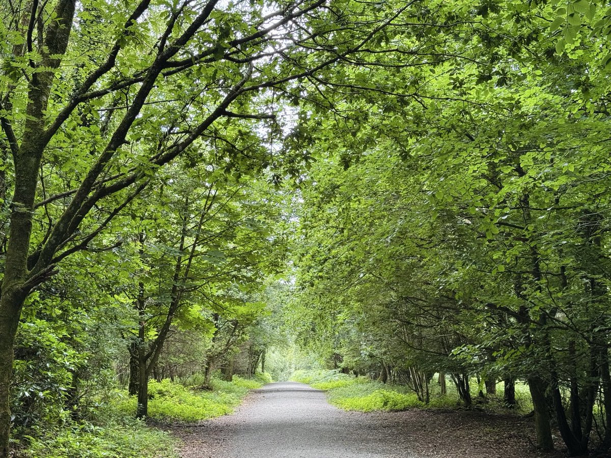 lisahowarduk's tweet photo. Forest walks, my favourite 💚🍃 https://t.co/jRt0NvwPyI